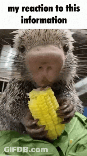 A Porcupine Is Eating Corn On The Cob With The Caption My Reaction To This Information GIF