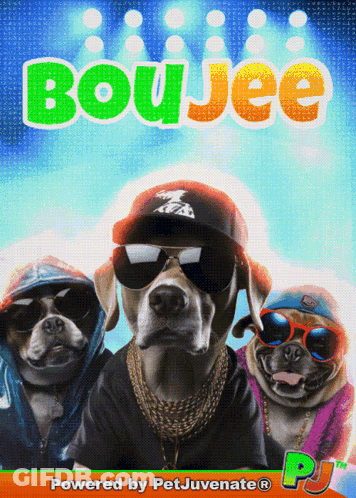 A Poster For Boujee Shows Three Dogs Wearing Hats Sunglasses And Chains GIF