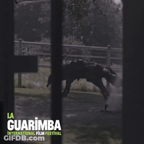 A Poster For La Guarimba International Film Festival Showing A Horse GIF