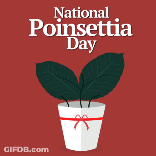 A Poster For National Poinsettia Day With A Potted Poinsettia On A Red Background GIF