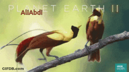 A Poster For Planet Earth Ii Features Two Birds On A Branch GIF
