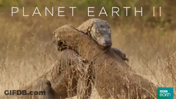 A Poster For Planet Earth Ii Showing Two Lizards Fighting GIF