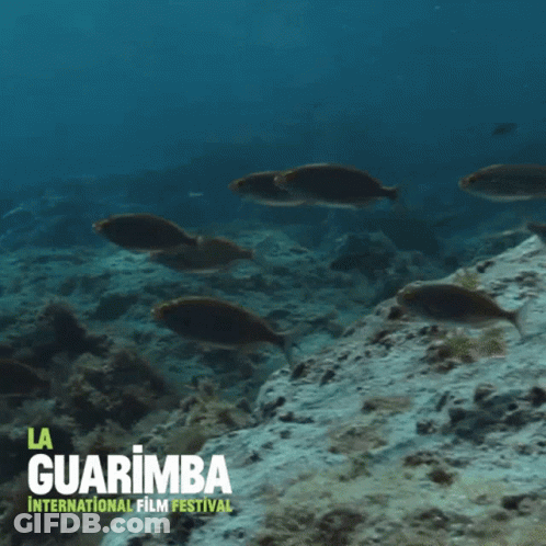 A Poster For The La Guarimba International Film Festival Shows A Group Of Fish Swimming In The Ocean GIF