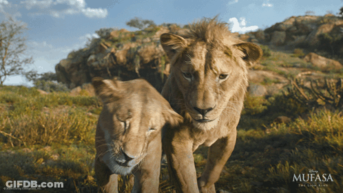 A Poster For The Movie Mufasa The Lion King With Two Lions GIF