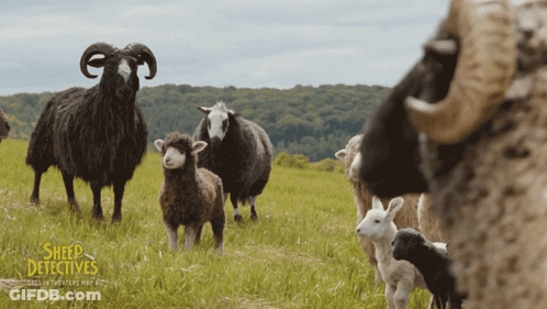 A Poster For The Movie Sheep Detectives Shows A Herd Of Sheep Standing In A Grassy Field GIF