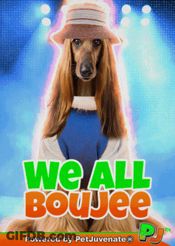 A Poster For We All Boujee Shows A Dog In A Hat GIF