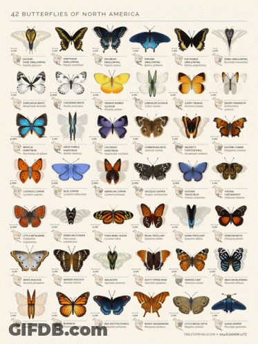 A Poster Of 42 Butterflies Of North America With Their Numbers GIF