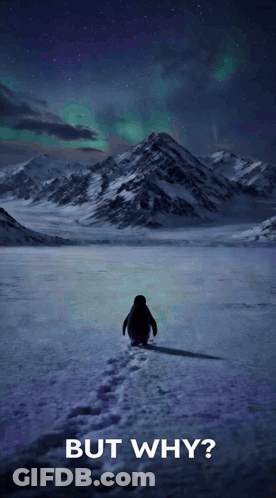 A Poster Of A Penguin Walking In The Snow With The Words But Why Below It GIF