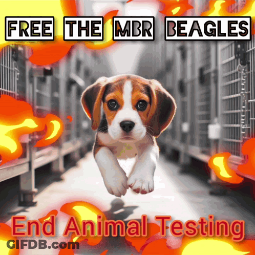 A Poster That Says " Free The Mbr Beagles " And " End Animal Testing " GIF