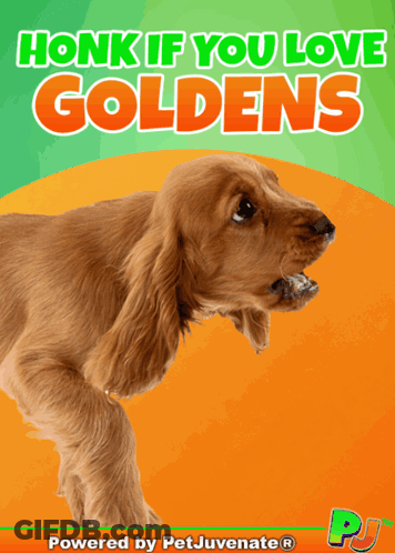 A Poster That Says Honk If You Love Goldens With A Cocker Spaniel On It GIF