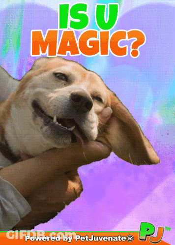 A Poster That Says Is U Magic With A Dog GIF