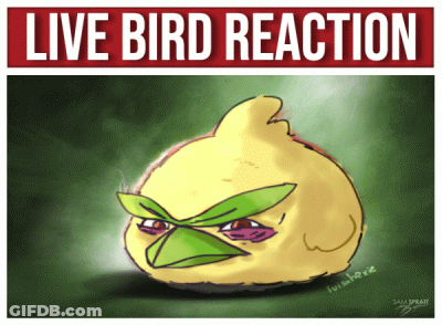 Live Bird Reaction Poster With Yellow Bird GIF