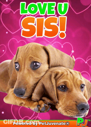 A Poster That Says Love U Sis With Two Dachshunds GIF
