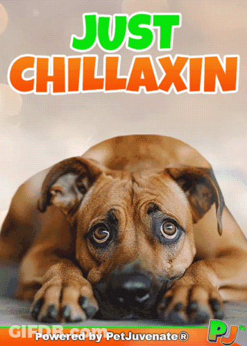 A Poster With A Brown Dog And The Words Just Chillaxin On It GIF