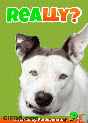 A Poster With A Dog And The Words " Really " On It GIF