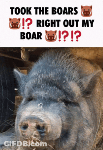 A Poster With A Picture Of A Pig And The Words " Took The Boars Right Out My Boar " GIF