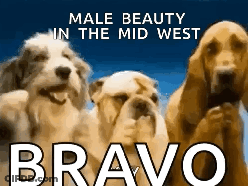A Poster With Three Dogs And The Words Male Beauty In The Midwest GIF