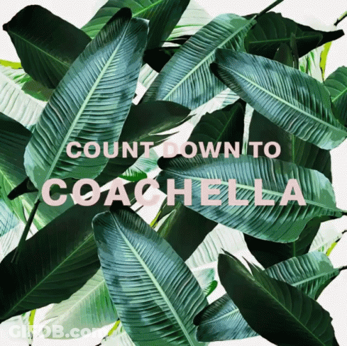 A Poster With Tropical Leaves And The Words Countdown To Coachella On It GIF