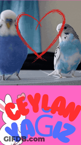 A Poster With Two Birds And The Words Ceylan Yag12 GIF
