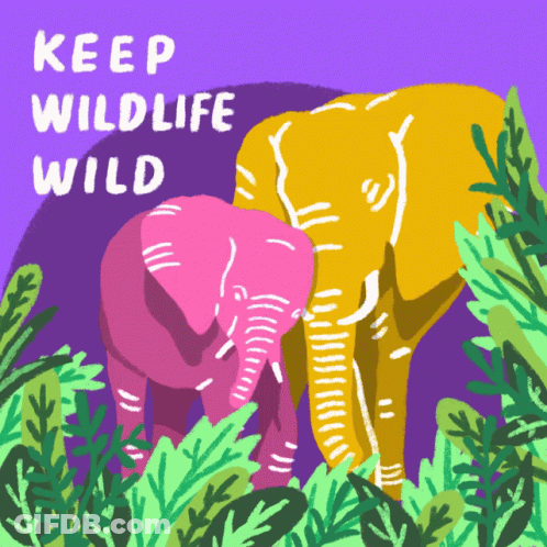 A Poster With Two Elephants And The Words Keep Wildlife Wild On It GIF