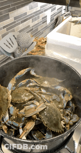 A Pot Of Blue Crabs Is Cooking On A Stove GIF