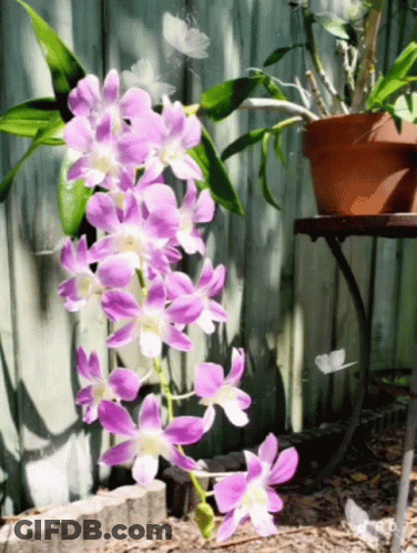 A Potted Plant With Purple And White Flowers Is On A Table GIF