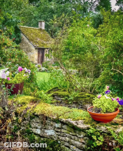 A Potted Plant With Purple And White Flowers Sits On A Moss Covered Stone Wall GIF