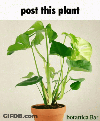 A Potted Plant With The Words Post This Plant Botanica.bar Below It GIF