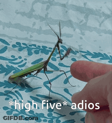 A Praying Mantis Is Being Touched By A Person 'S Finger With The Caption " High Five Adios " GIF