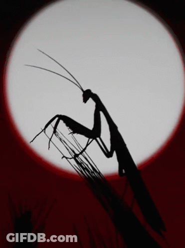 A Praying Mantis Is Silhouetted Against The Full Moon GIF
