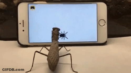 A Praying Mantis Is Standing In Front Of A Cell Phone . GIF