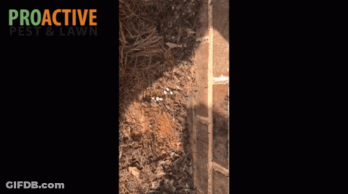 A Proactive Pest And Lawn Ad With A Brick Wall GIF