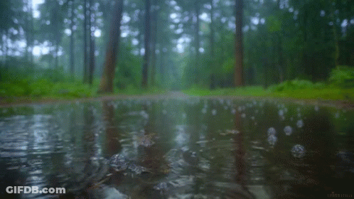 A Puddle Of Water In The Middle Of The Forest GIF