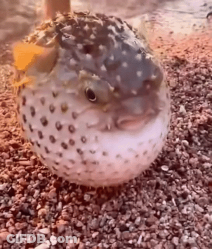 A Puffer Fish Is Sitting On A Pile Of Rocks On The Beach . GIF