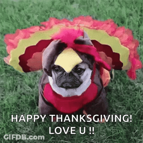 A Pug Dog Dressed As A Turkey With A Piece Of Cheese On Its Head Is Sitting In The Grass . GIF