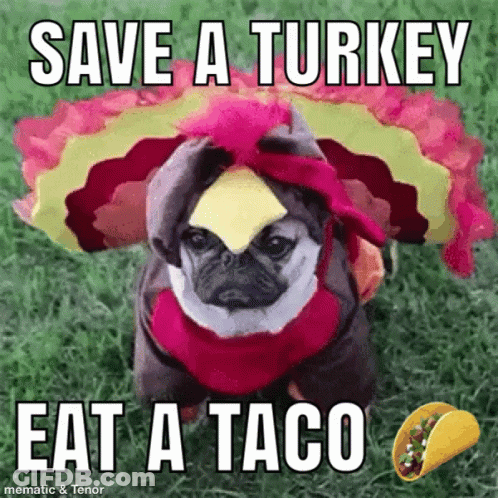 A Pug Dog Dressed As A Turkey With A Piece Of Cheese On Its Head .. GIF