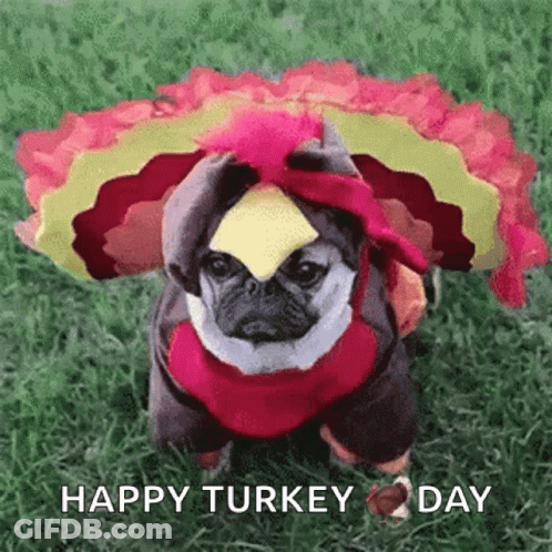 A Pug Dog Dressed In A Turkey Costume Is Sitting On The Grass . GIF