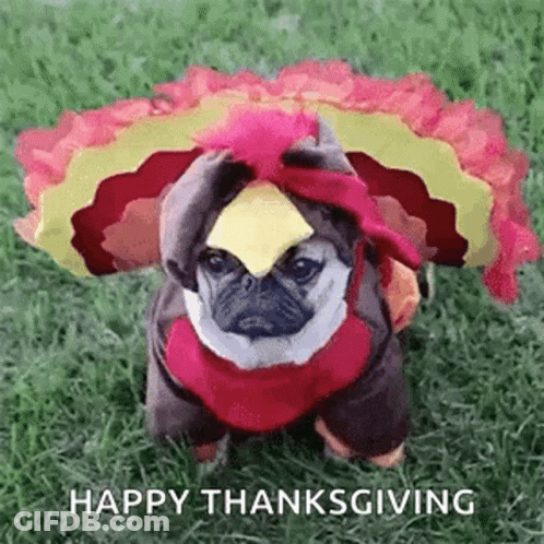 A Pug Dog Dressed In A Turkey Costume Is Sitting On The Grass . GIF