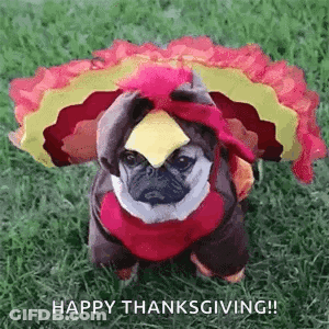 A Pug Dog Dressed In A Turkey Costume Is Sitting On The Grass . GIF