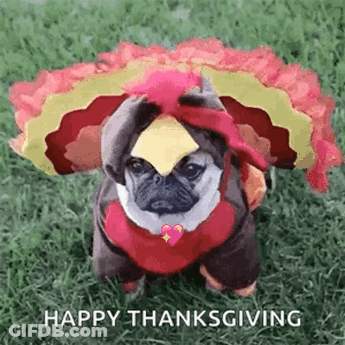 A Pug Dog Dressed In A Turkey Costume Is Sitting On The Grass . GIF