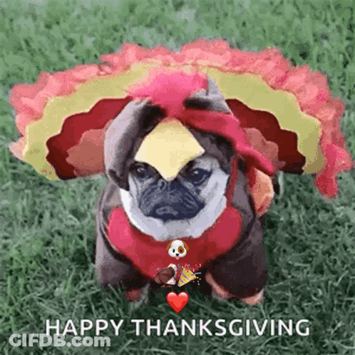 A Pug Dog Dressed In A Turkey Costume With The Words Happy Thanksgiving Written Below It GIF
