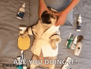 A Pug Dog In A Bathrobe Is Getting A Massage From A Person On A Bed . GIF
