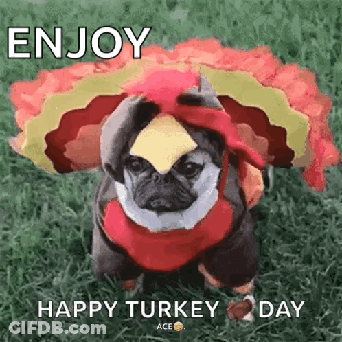 A Pug Dog Is Dressed As A Turkey And Is Sitting On The Grass . GIF