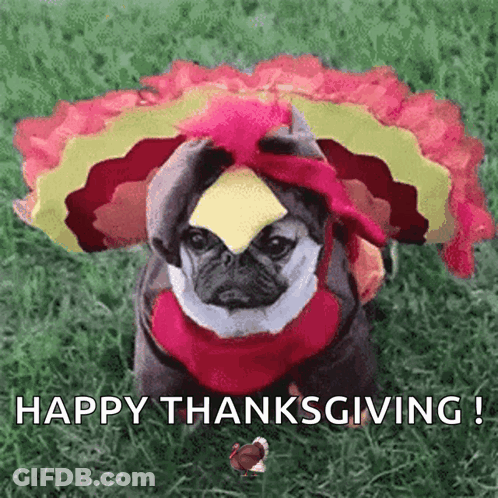 A Pug Dog Is Dressed As A Turkey And Says Happy Thanksgiving ! GIF