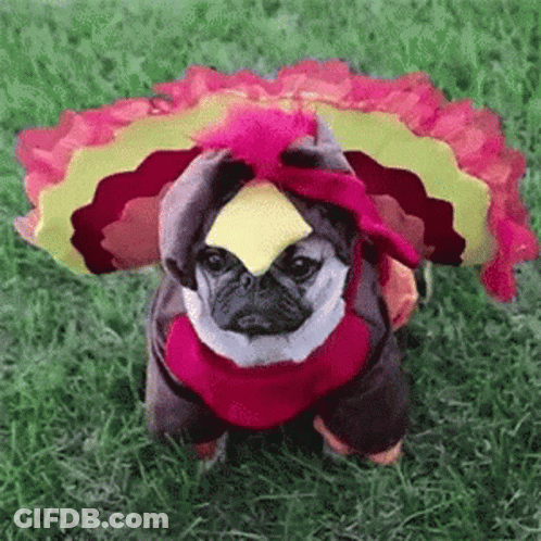 A Pug Dog Is Dressed In A Turkey Costume . GIF