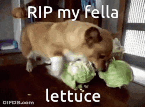 A Pug Dog Is Eating A Piece Of Lettuce GIF