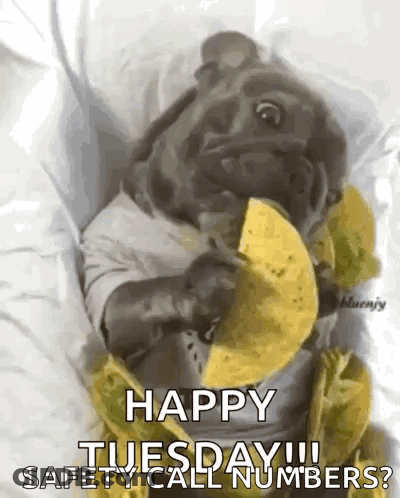 Pug Eating Taco And Saying Happy Tuesday GIF