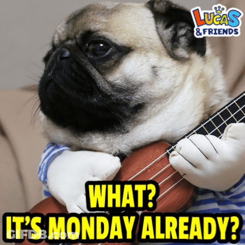 A Pug Dog Is Holding A Guitar With The Words What It 'S Monday Already GIF
