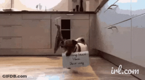 A Pug Dog Is Holding A Sign That Says " Cooking Good Vibes " GIF