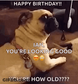 A Pug Dog Is Laying Down And Looking At The Camera With The Words `` Happy Birthday ! '' GIF